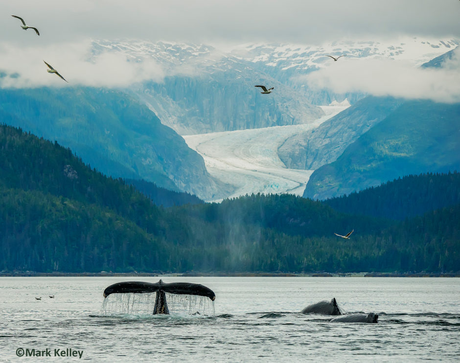 Humpback Whales Herbert Glacier Juneau Alaska 3032mark